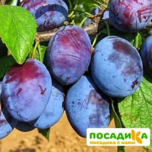 Слива Чачакская ранняя купить по цене от 229.00р. в интернет-магазине «Посадика» с доставкой почтой в в Новодвинске и по всей России – [изображение №1].