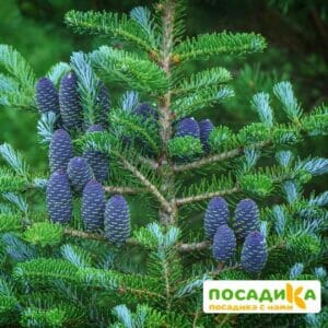 Пихта корейская (Abies koreana) купить по цене от 450.00р. в интернет-магазине «Посадика» с доставкой почтой в в Новодвинске и по всей России – [изображение №1].