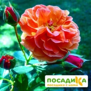 Роза Арабия купить по цене от 350.00р. в интернет-магазине «Посадика» с доставкой почтой в в Новодвинске и по всей России – [изображение №1].