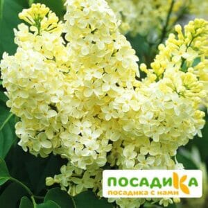 Сирень Примроуз (Primrose) купить по цене от 529.00р. в интернет-магазине «Посадика» с доставкой почтой в в Новодвинске и по всей России – [изображение №1].