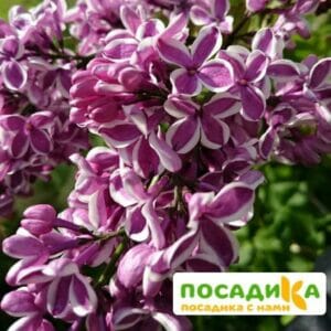 Сирень Сенсация купить по цене от 529.00р. в интернет-магазине «Посадика» с доставкой почтой в в Новодвинске и по всей России – [изображение №1].