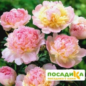 Пион Распберри Сандей (Paeonia Raspberry Sundae) купить по цене от 959р. в интернет-магазине «Посадика» с доставкой почтой в в Новодвинске и по всей России – [изображение №1].