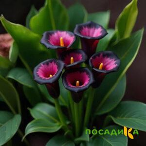 Калла Аура Лейс купить по цене от 400р. в интернет-магазине «Посадика» с доставкой почтой в в Новодвинске и по всей России – [изображение №1].