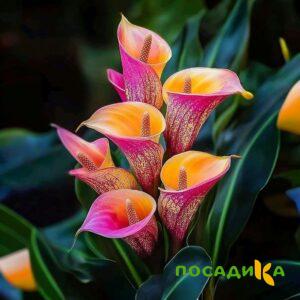 Калла Оникс купить по цене от 450р. в интернет-магазине «Посадика» с доставкой почтой в в Новодвинске и по всей России – [изображение №1].