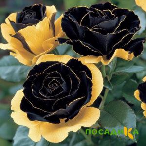 Роза Ханни Сикл купить по цене от 700р. в интернет-магазине «Посадика» с доставкой почтой в в Новодвинске и по всей России – [изображение №1].