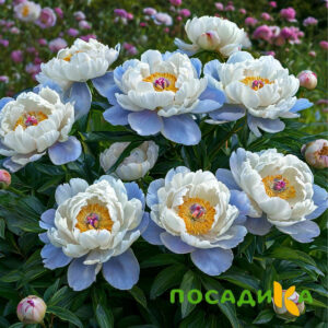 Пион акварельный Этюд купить по цене от 806р. в интернет-магазине «Посадика» с доставкой почтой в в Новодвинске и по всей России – [изображение №1].