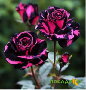 Роза Багровый Шепот купить по цене от 366р. в интернет-магазине «Посадика» с доставкой почтой в в Новодвинске и по всей России – [изображение №1].