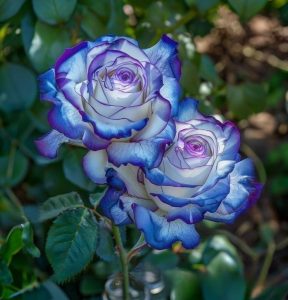 Роза Пэтолз Хоуп купить по цене от 333р. в интернет-магазине «Посадика» с доставкой почтой в в Новодвинске и по всей России – [изображение №1].