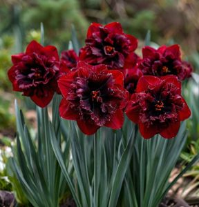 Нарцисс Сапфировый Бриз купить по цене от 3000р. в интернет-магазине «Посадика» с доставкой почтой в в Новодвинске и по всей России – [изображение №1].