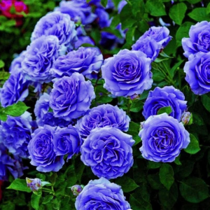 Роза Блю Мун купить по цене от 450р. в интернет-магазине «Посадика» с доставкой почтой в в Новодвинске и по всей России – [изображение №1].