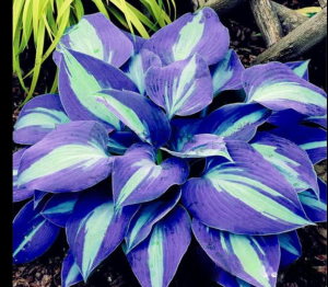 Хоста Аурелия купить по цене от 450р. в интернет-магазине «Посадика» с доставкой почтой в в Новодвинске и по всей России – [изображение №1].