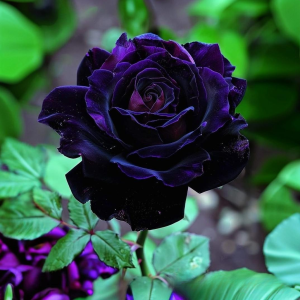 Роза Блэк Пантер купить по цене от 319р. в интернет-магазине «Посадика» с доставкой почтой в в Новодвинске и по всей России – [изображение №1].